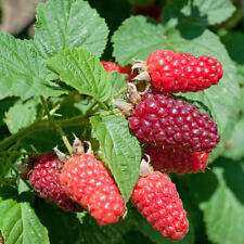 Tayberry plant 1.7l for sale  PETERBOROUGH