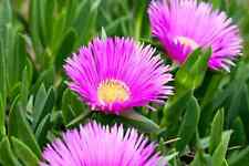 Live ice plant for sale  Lancaster