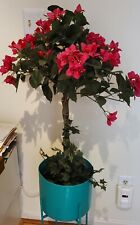 Superb pink blossom for sale  Fairfax