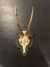 Roe deer european for sale  Saint Charles