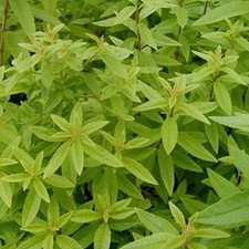 Lemon verbena freshman for sale  UK