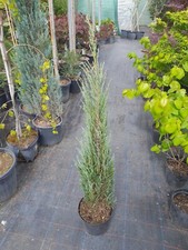 Juniperus blue arrow gebraucht kaufen  Dillingen a.d.Donau