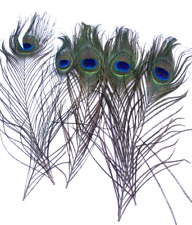Peacock feathers lot for sale  Blanchard