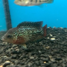 King kamfa flowerhorn for sale  New Bedford