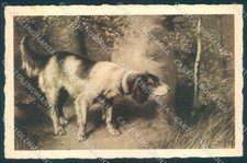 Cartolina cartonelina setter usato  Gambolo