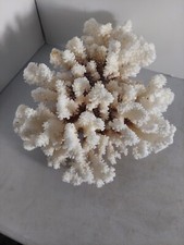 Large natural genuine for sale  Cape Coral