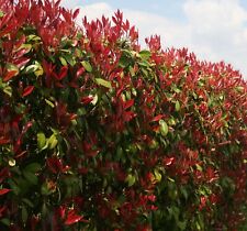 Photinia red robin for sale  ALTON