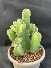 Euphorbia resinifera vivaio usato  Massafra