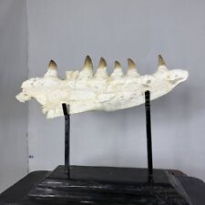 Fóssil de dentes de mandíbula de mosasauro real réptil marroquino cretáceo raro, usado comprar usado  Enviando para Brazil