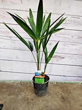 Trachycarpus fortunei 55cm for sale  HARLOW