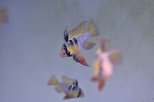 German blue rams for sale  Toledo
