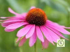 Echinacea purpurea organic for sale  ELLESMERE PORT