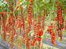Pomodoro datterino dolcissimo usato  Reggio Calabria