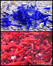Lotx40 ocean blue for sale  Columbia City
