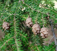 Tsuga canadensis cicuta usato  Napoli