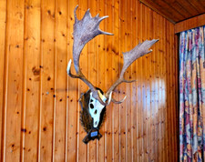 Damhirsch damhirschgeweih gewe gebraucht kaufen  Tholey