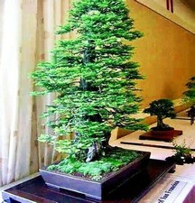 California coast redwood for sale  Lincolnton