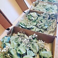 Dried eucalyptus gypsophila for sale  WESTGATE-ON-SEA