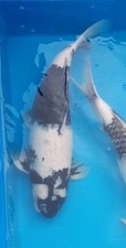 Shiro utsuri koi for sale  DARTFORD
