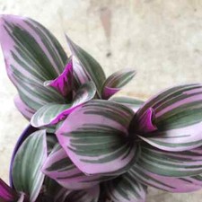 Tradescantia nanouk pink for sale  LONDON