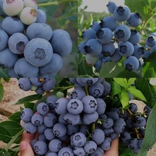 Plant blueberry collection for sale  BOSTON