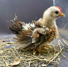 Serama hatching eggs for sale  Cedaredge