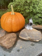 Adorable french bull for sale  Winston Salem