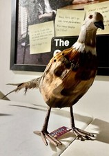 Fall color pheasant for sale  Glenmoore