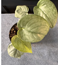 Live plant houseplant for sale  Collegeville