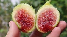 Paradiso fig tree for sale  READING