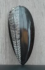 Fossile orthoceras poli d'occasion  Les Rosiers-sur-Loire