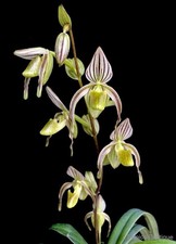 Paphiopedilum randsii species d'occasion Paphiopedilum randsii species d'occasion  Paris XV