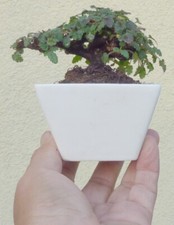 Erodium bonsai dwarf for sale  Rosemead