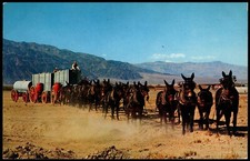 Postcard twenty mule for sale  Reseda