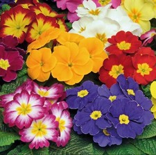 Primrose mini plug for sale  LONDON