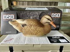 duck hens for sale duck hens for sale Minneapolis