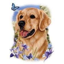 Golden retreiver new for sale  Olivet