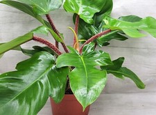 Philodendron squamiferum red for sale  Reseda