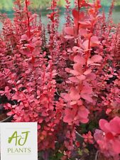 Berberis thunbergii orange for sale  HEREFORD