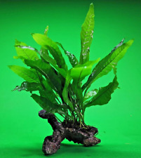 Java fern ceramic for sale  SCUNTHORPE