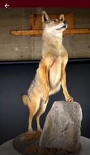 Coyote full mount for sale  Torrington
