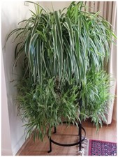 Spider live plant for sale  Naples