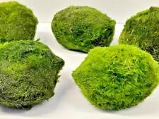 Jumbo marimo moss for sale  NEWTON ABBOT