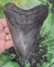 Megalodon sharks tooth for sale  Bloomsburg