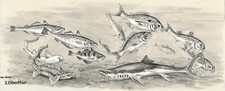 Joseph oberthur poissons d'occasion  Longueville-sur-Scie