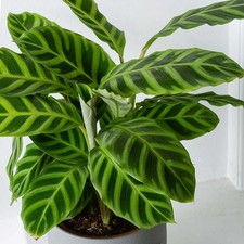 Calathea zebrina indoor for sale  SOUTHAMPTON