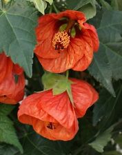 15+ Flor De Tangerina Laranja Abutilon Sementes/Perene/Floração Maple comprar usado  Enviando para Brazil