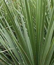 Cordyline australis xxl for sale  Shipping to Ireland