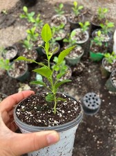 Kaffir thai lime for sale  Dorchester Center