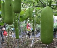 Calabash bottle gourd for sale  El Monte
